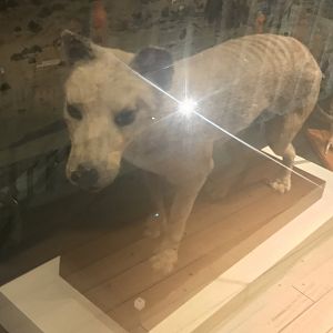 Thylacine