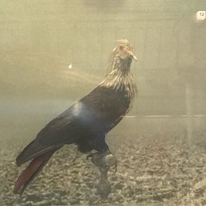 Mauritius blue pigeon