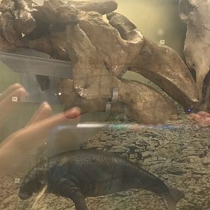 Steller’s sea cow skull and model