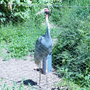 Sarus crane, July 2022