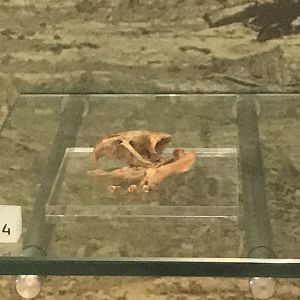 Curio’s giant rice rat bones