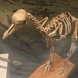 Rodrigues solitaire skeleton