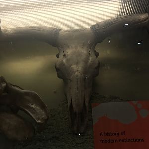 Aurochs skull