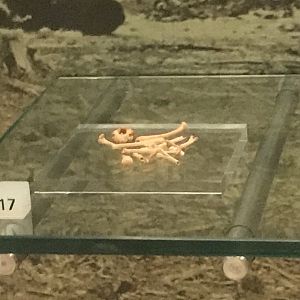 Ascension island crake bones