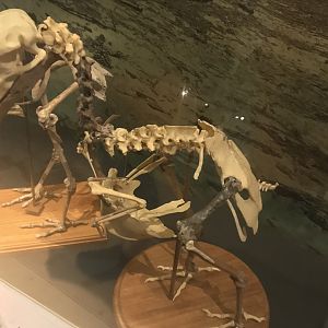 Dodo skeleton