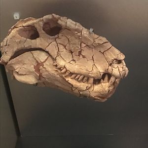 Dimetrodon skull