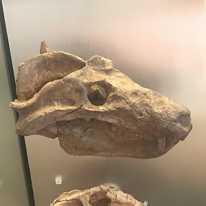 Cynognathus skull