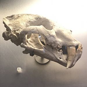 Smilodon skull