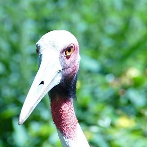 Sarus crane, July 2022