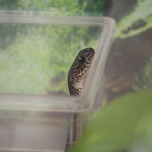 Cape May Point State Park - Northern Watersnake