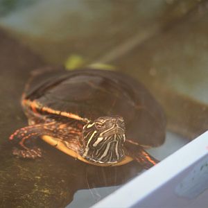 Cape May Point State Park - Painted Turtle