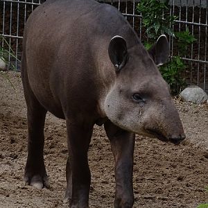 Lowland tapir (Tapirus terrestris) (07/22)