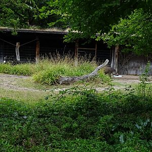 Enclosure for lowland tapir (07/22)