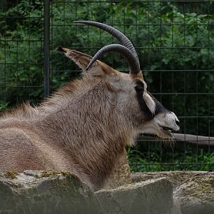 Roan antelope (Hippotragus equinus) (07/22)