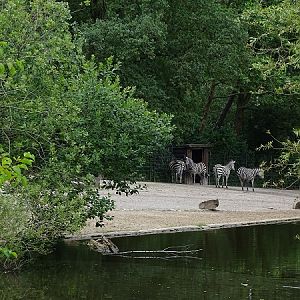 Enclosure for Grant's zebra, eland and roan antelope (07/22)