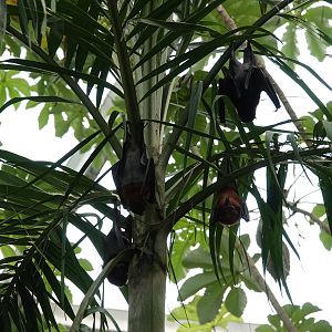 Vietnamese small flying fox