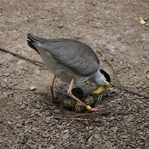 Masked lapwing nest