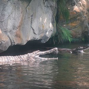 False gharial