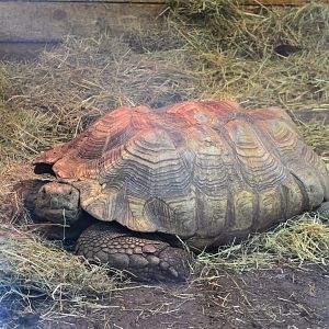 African Spurred Tortoise