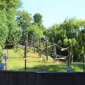 Colombian black spider monkey enclosure