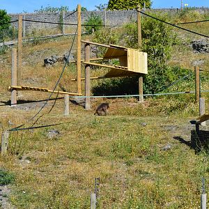 Gelada enclosure - bachelor group