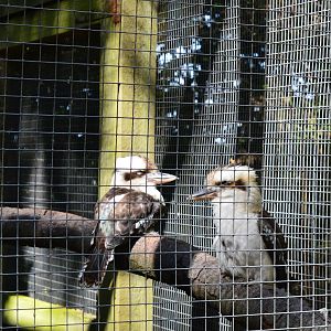 Kookaburras