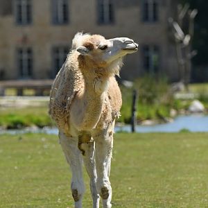 Dromedary and castle