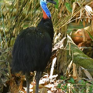 Southern cassowary