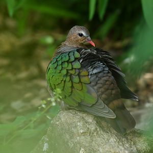 Emerald dove Chalcophaps indica
