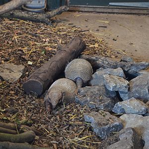 Six-banded Armadillos