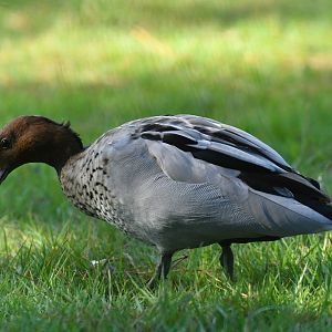 Maned duck (Chenonetta jubata)