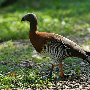 Ashy-headed Goose Chloephaga poliocephala