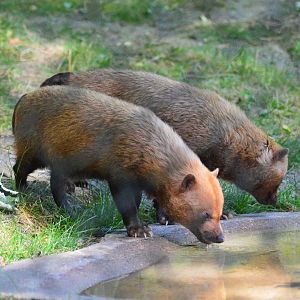 Bush dogs