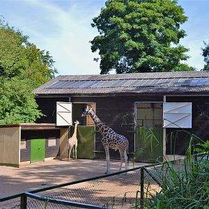 Giraffe house