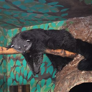 Binturong