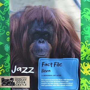 Orangutan fact file - Jazz