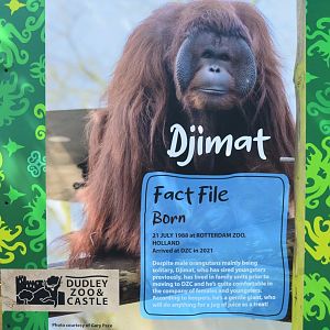 Orangutan fact file - Djimat