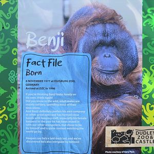 Orangutan fact file - Benji
