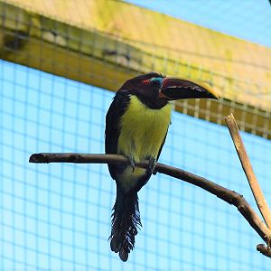 Green Aracari
