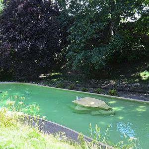 Humboldt penguin pool