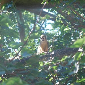 Common squirrel monkey