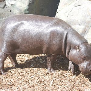 Pygmy hippopotamus