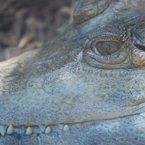 Slender-snouted crocodile