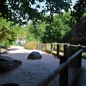 Humboldt penguin boardwalk