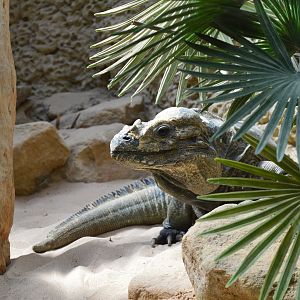Rhinoceros iguana