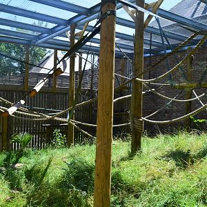 Black howler monkey enclosure.