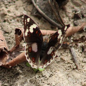Dark blue pansy - Junonia oenone