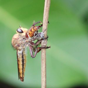 Fly-species with prey
