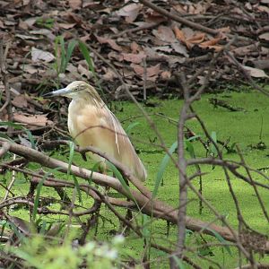 Squacco heron