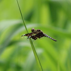 Dragonfly-species